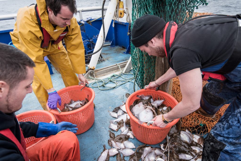 Des scientifiques inspectent les prises de poissons sur un navire de recherche