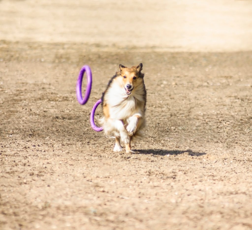 Contexte, race, compétition, jeu, prise, vie de chien, style de vie, jouet, anneau, saut, course, saut, formation, équipe, fidèle, frisbee, compétition, sport, animal de compagnie, compagnon, canine,